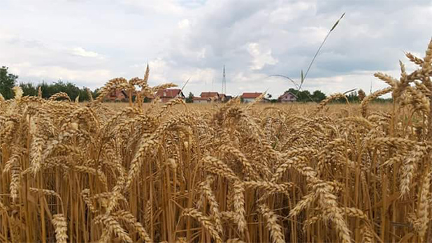 Počela žetva ječma i pšenice na vakufskim parcelama