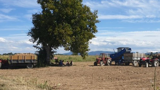Krompir sa vakufskih parcela u Janji