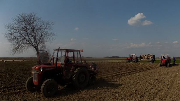 Na Dan Vakifa zasijano 30 dunuma krompira na vakufima MIZ Janja