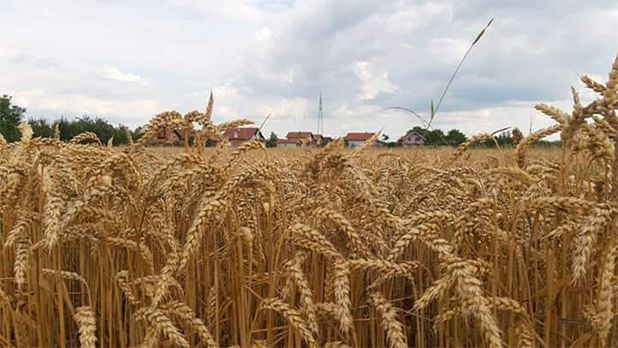 Počela žetva ječma i pšenice na vakufskim parcelama
