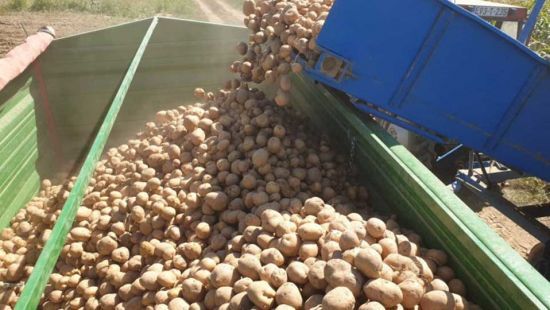 Završena kampanja vađenja krompira sa vakufskih parcela u Janji