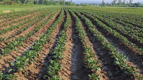 Medžlis Janja kao proizvođač uvršten u katalog sjemena