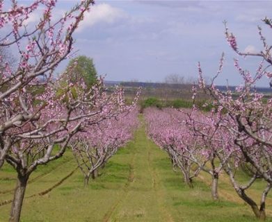 Zasadimo sadnicu - oplemenimo vakufsku parcelu